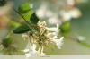Abelie ، Abelia grandiflora - الرعاية من الألف إلى الياء