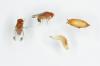 Вишнева плямиста муха: розпізнавати, попереджати симптоми та боротися з ними