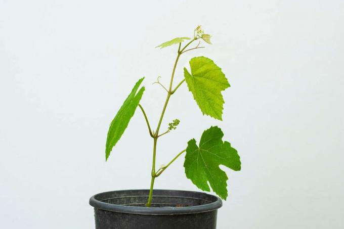 Mlada rastlina grozdja v loncu