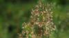 Agrostis capillaris: Propiedades de la hierba de avestruz roja