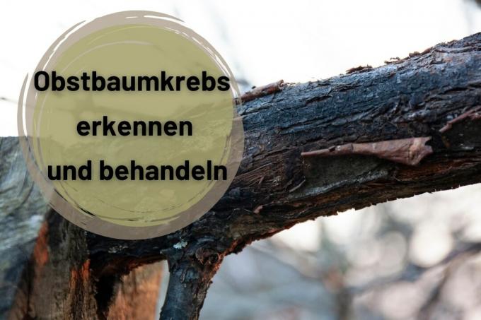 Odkrivanje in zdravljenje raka sadnega drevja - naslovna slika