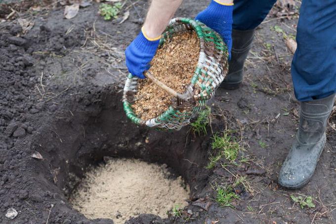 Remplissez le trou de plantation avec du substrat dans le panier
