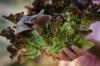 Salată verde cu frunze de stejar: Plantare, recoltare & Co.