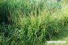 17 herbes hautes faciles d'entretien sans taille