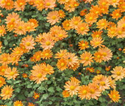 Chrysanthèmes orange