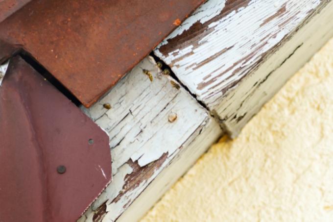 屋根瓦の下のスズメバチ