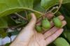 Memotong & merawat buah kiwi: kiat ahli