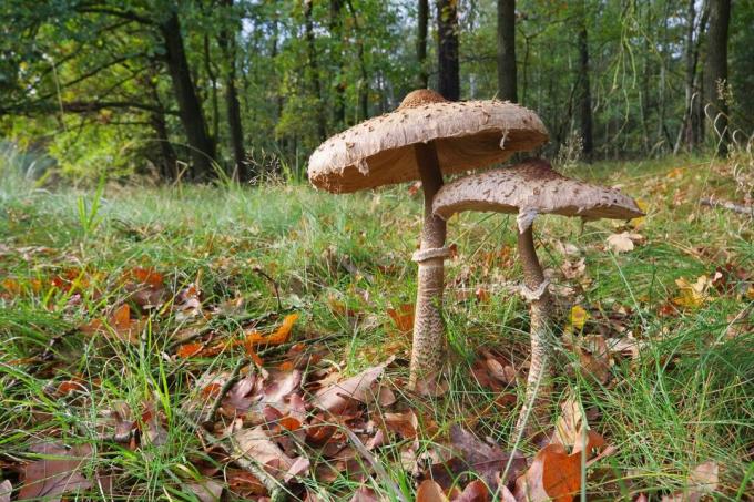 Bruine paddenstoelen in het gazon