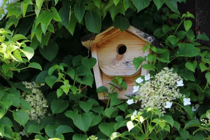 Кутия за гнездо в градината