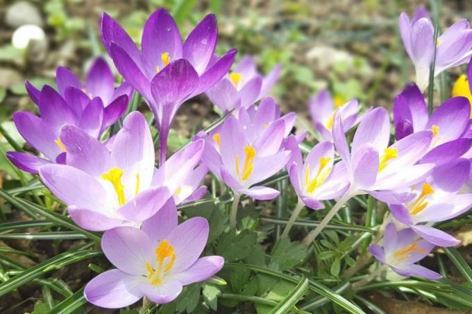 Safrankrookus (Crocus sativus)