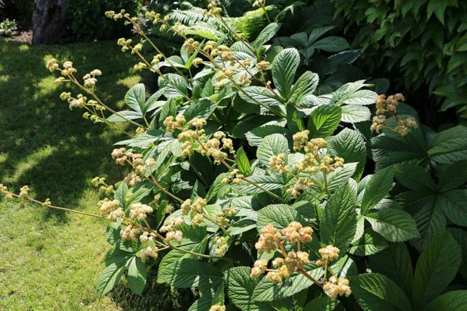 Evidenčni list (Rodgersia), spremljevalne rastline