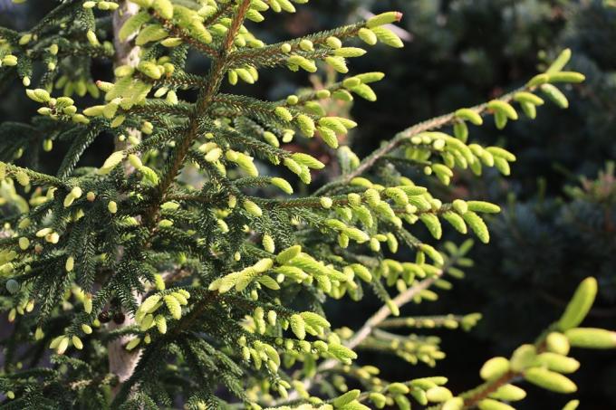 Goudspar - Picea orientalis 'Aureospicata'