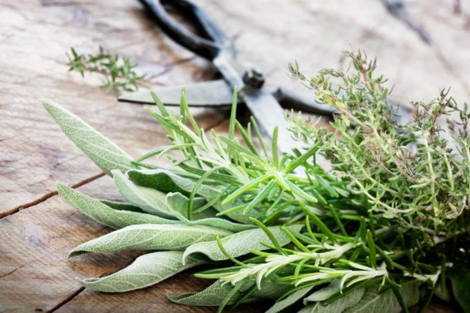 Herbs and scissors on a table 