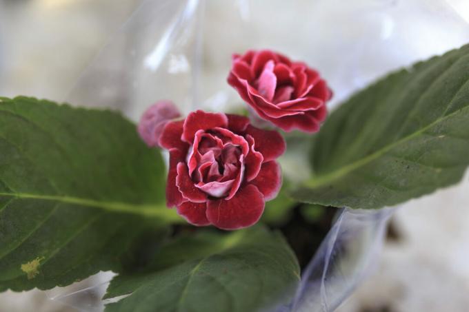 Camellia in plastic wrapped pink flower