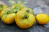 Zaļie tomāti: šķirnes, nogatavošanās laiks un stādīšanas padomi