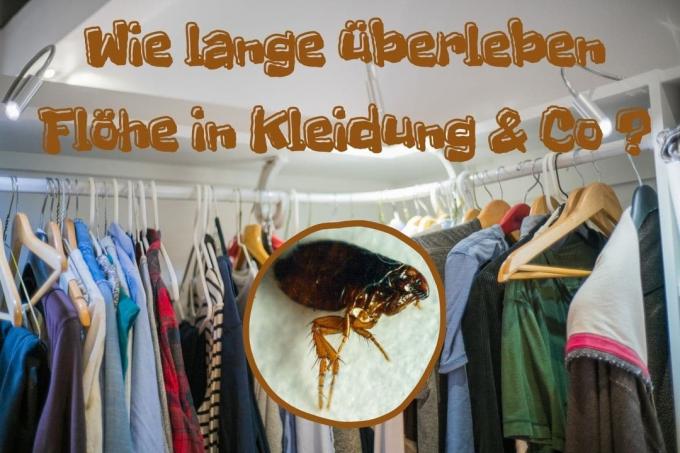 How long do fleas survive in clothes? - title