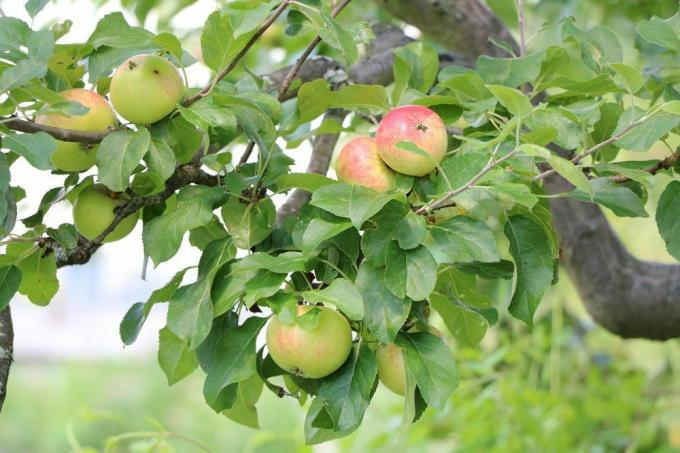 raccogliere mele mature