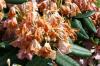 Kan ik uitgebloeide bloemen van de rododendron afknippen? 5 tips