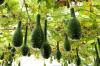 Κολοκύθα σε μπουκάλι: φυτά, χρήση & Co