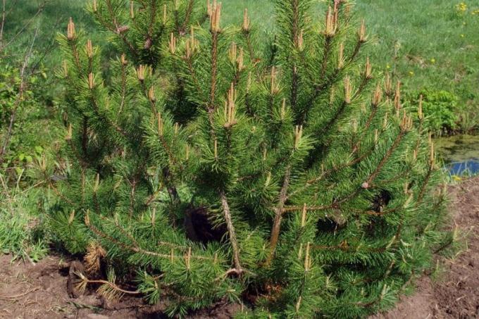 구부러진 소나무(Pinus mugo var. 무거스)