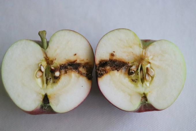 Яблоко с заражением плодородной молью