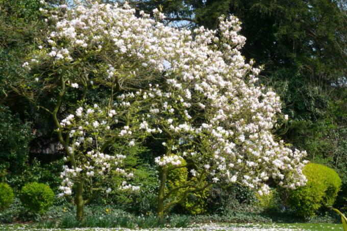 Underplant Magnolia