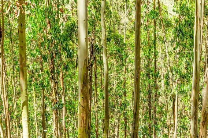 Drzewo leśne eukaliptusa