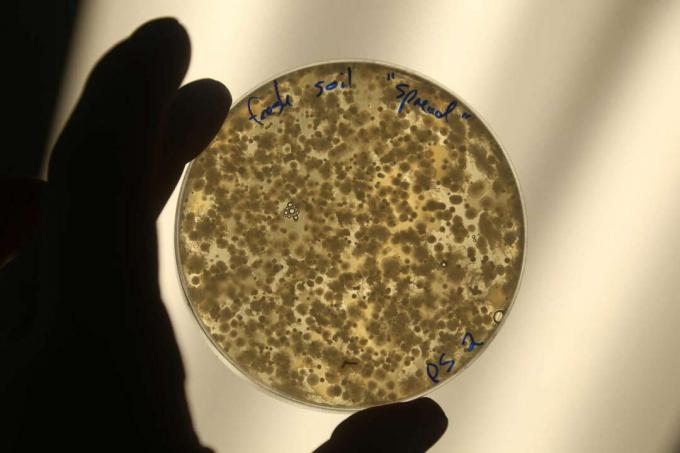 Soil bacteria visible on culture media