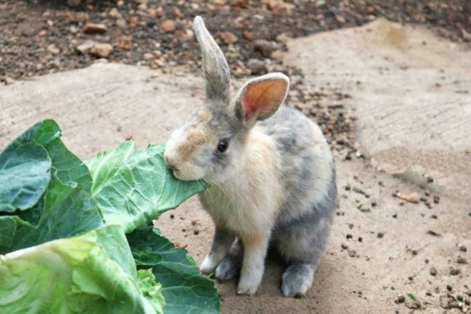 Hare äter kålblad