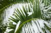 Hivernage des palmiers: extérieur & intérieur