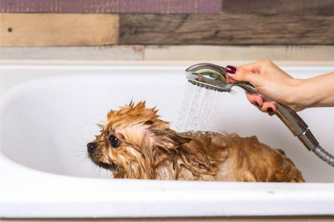 Osprchovat se se psem