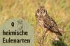 9 kotoperäistä pöllölajia Saksassa kuvalla