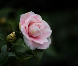 Daikagura camellia