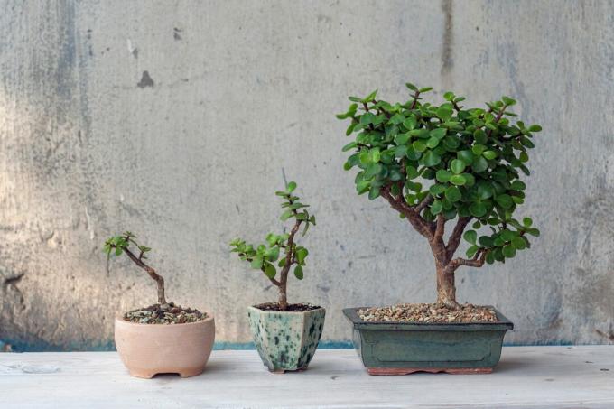 Bonsai trees of different sizes
