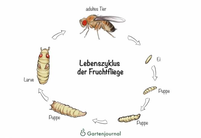Life cycle of the fruit fly