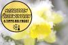 Apakah daffodil kuat? 6 tips jika terjadi embun beku