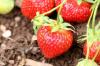 Gödsla jordgubbar: gör din egen naturliga jordgubbsgödsel