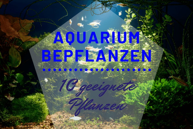 Plant aquarium