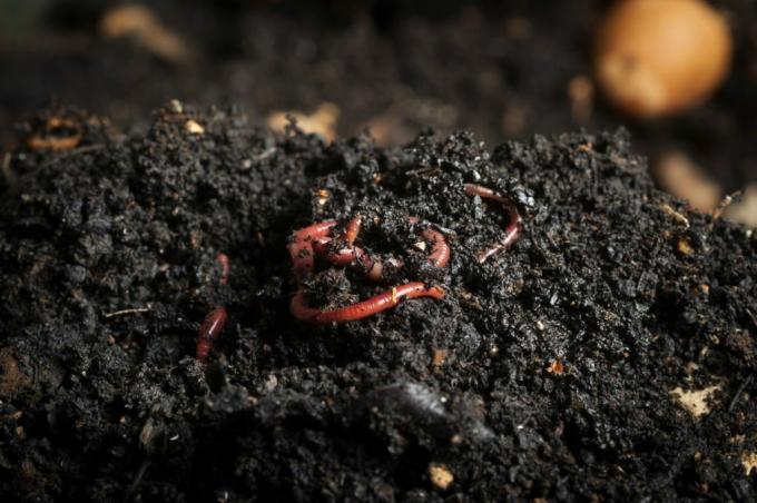 worms in compost soil