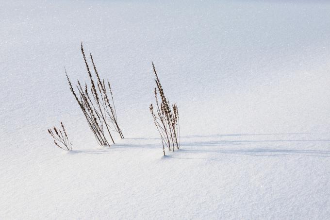 Vijolični grm loosestrife v snegu