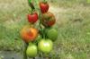 Tomato De Berao: Extrémně robustní venkovní rajče