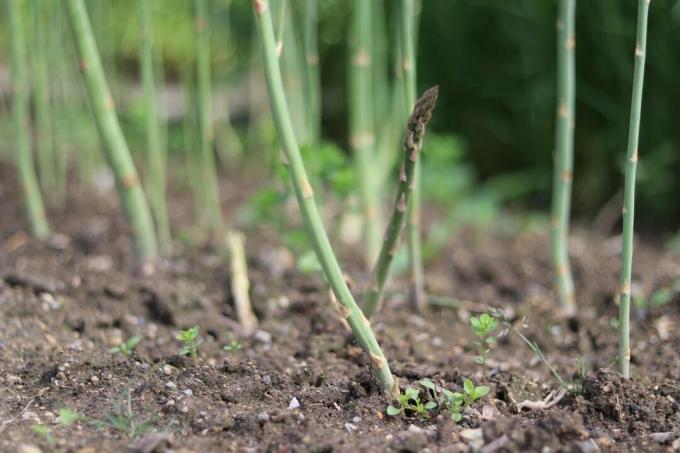 Plantez vous-même des asperges