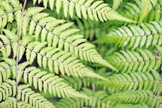 poisonous fern: common worm fern (Dryopteris filix-mas)