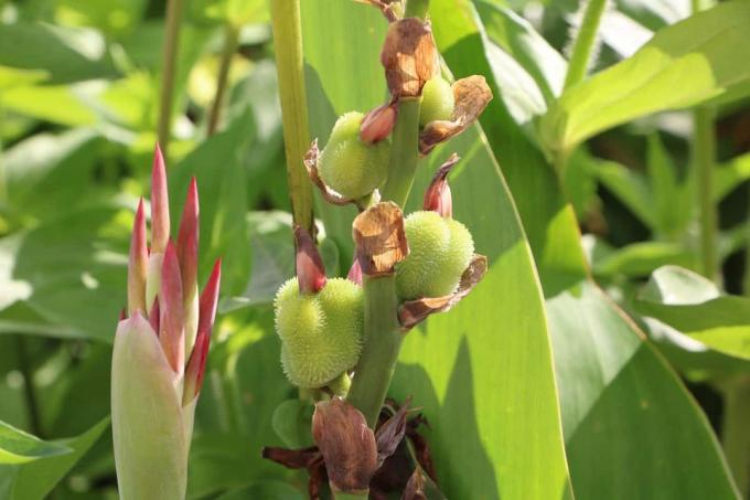 Индийский цветочный тростник - Canna indica - семена