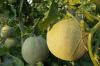 Plantar melão melada: Cultivo em canteiros e vasos