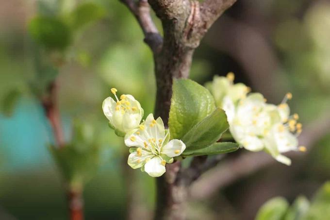 Prunus domestica—Plum