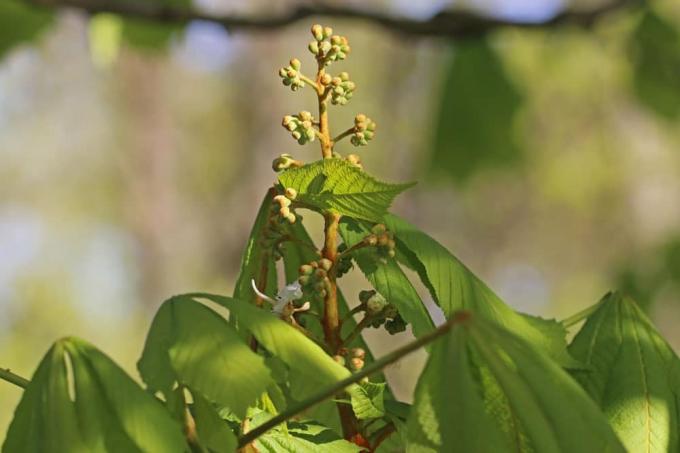 Vanlig hästkastanj (Aesculus hippocastanum), bivänliga växter
