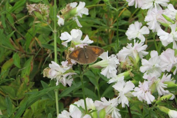 Papillon brun sur la fleur de la saponaire commune