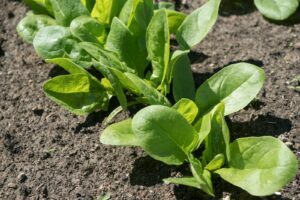 Pestovanie špenátu: kedy, kde a ako?