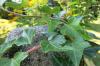 Gnojenje bršljana: nasveti za vrtove in sobne rastline